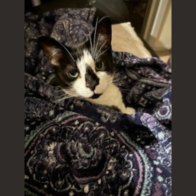 Photo of Ariki* 9 Lives Project Rescue*