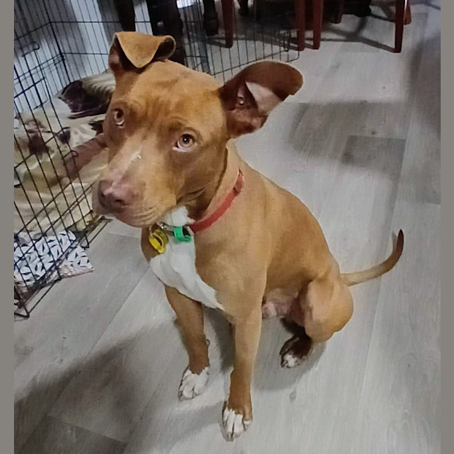 Photo of Rex