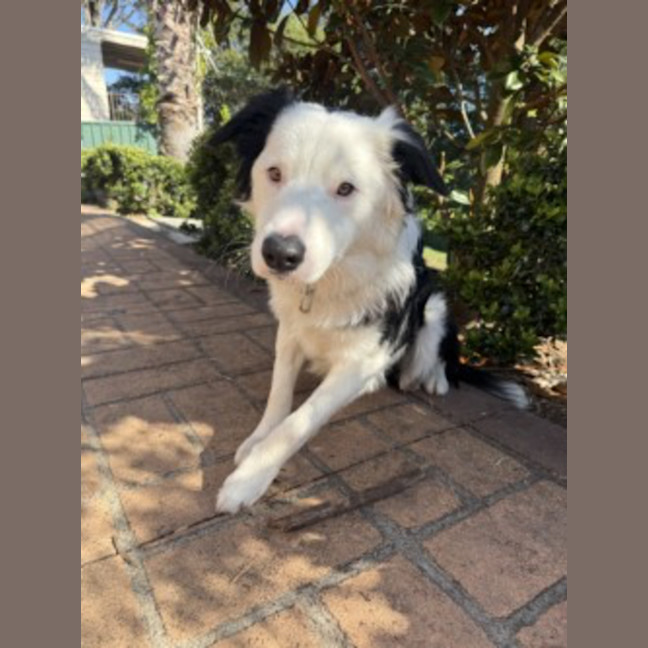 Photo of Oreo