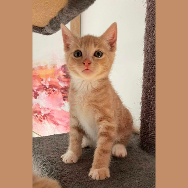 Photo of Mufassa   In Foster Care In Bentleigh East