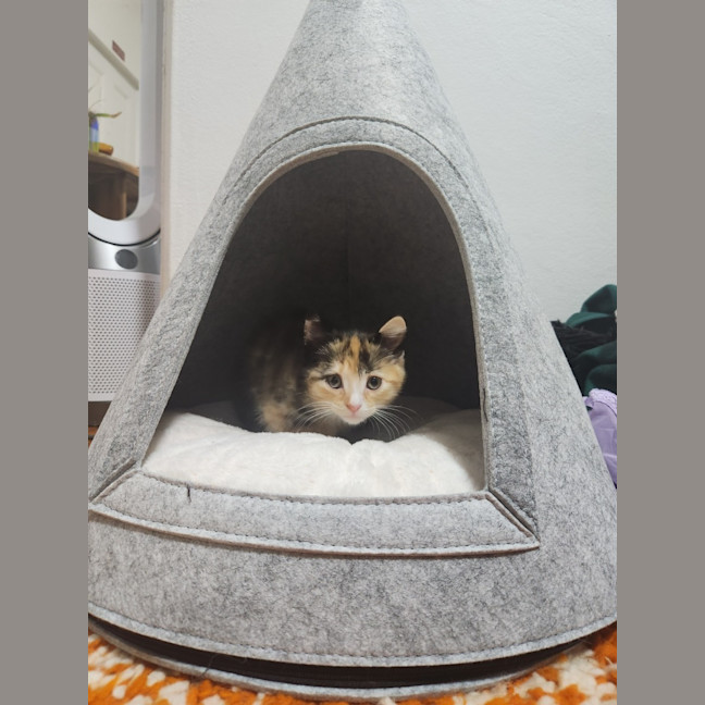 Photo of Tiramisu