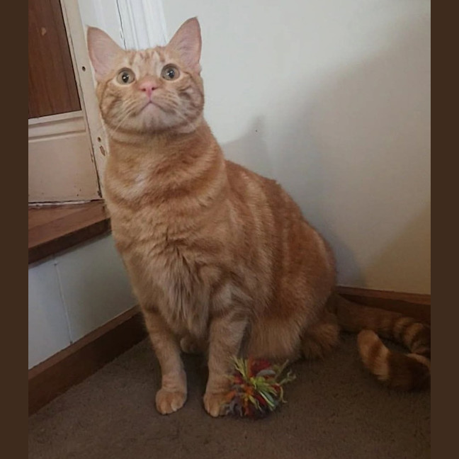 Photo of Toffee