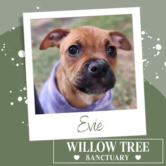Photo of Evie