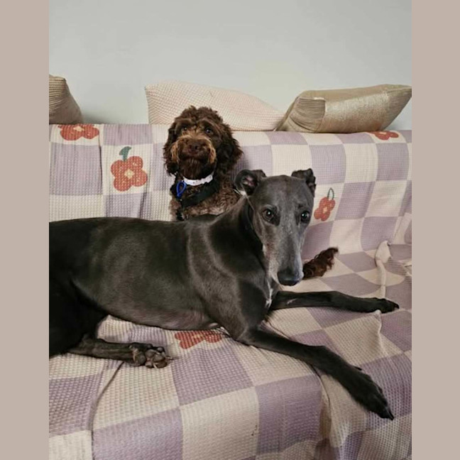Photo of Bella, The Greyhound