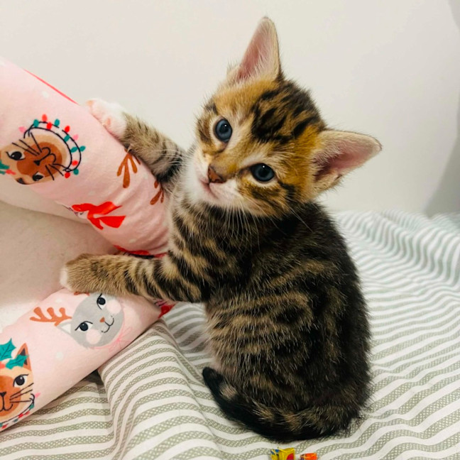 Photo of Wilbur   In Foster Care In Doreen