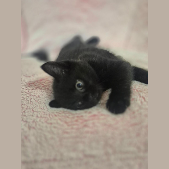 Photo of Pantha