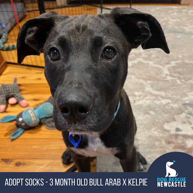 Photo of Socks   3 Month Old Bull Arab X Kelpie