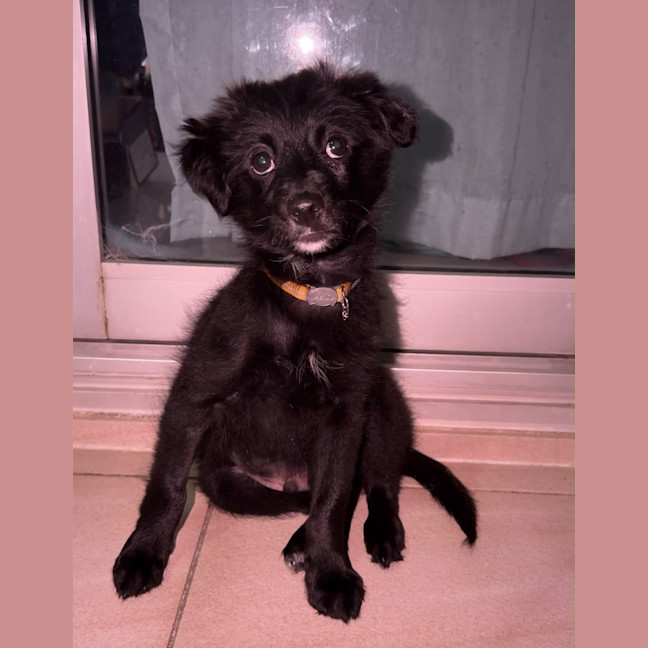 Photo of Rascal