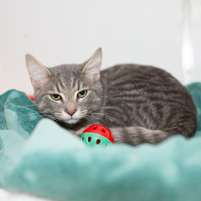 Photo of Gizmo