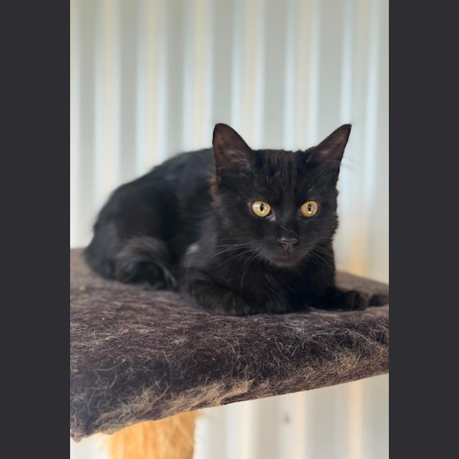 Photo of Little Loaf
