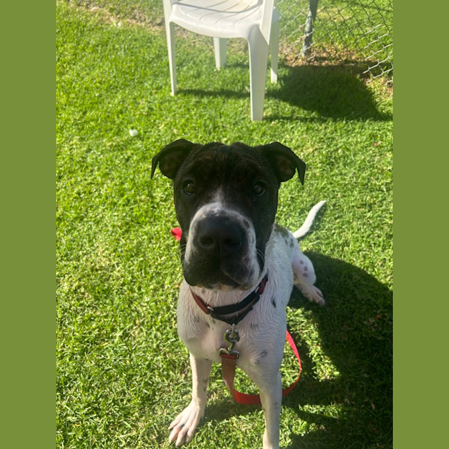 Photo of Charlie