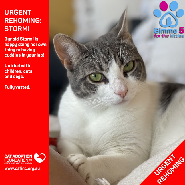 Photo of Stormi Private Rehoming No Charge!