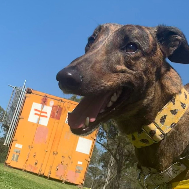 Photo of Maverick The Greyhound