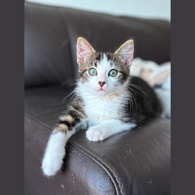 Photo of Bosco