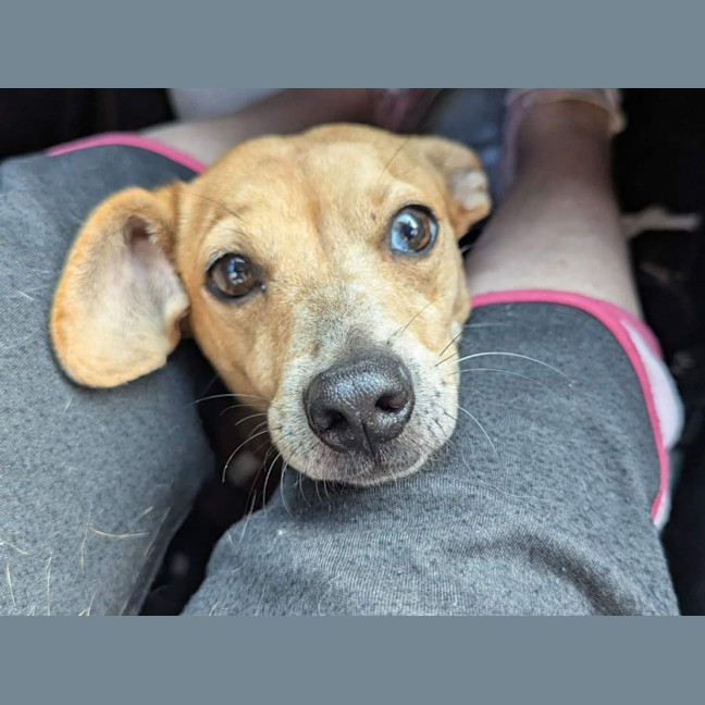 Photo of Honey