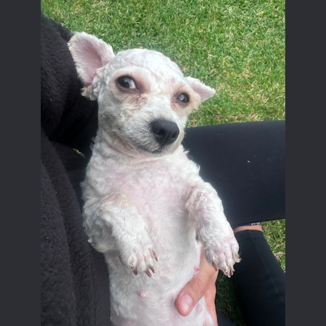 Photo of Dolly