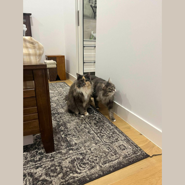 Photo of Teddy & Honk Honk   In Foster Care In Coburg