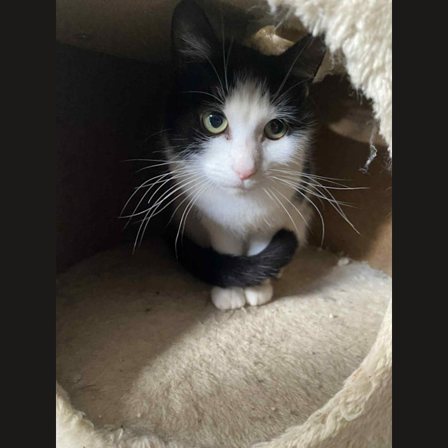 Photo of Helen* 9 Lives Project Rescue*