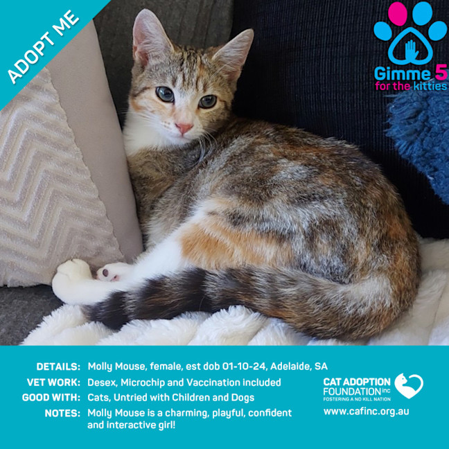 Photo of Molly Mouse