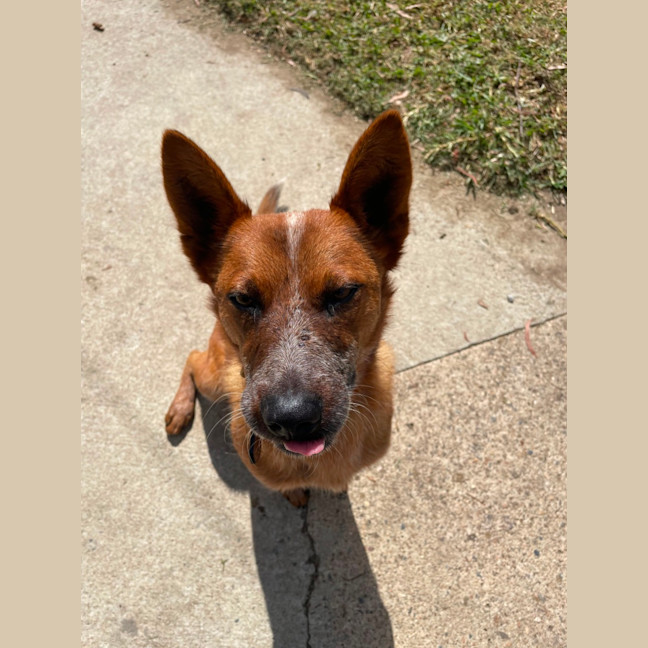 Photo of Cricket
