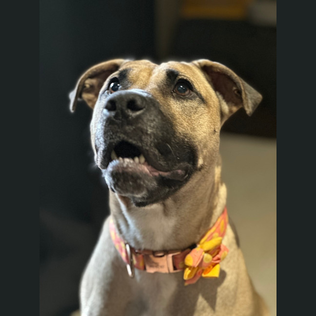 Photo of Saffron