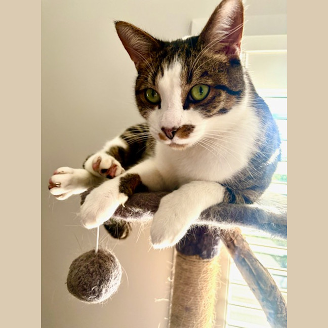 Photo of Angus