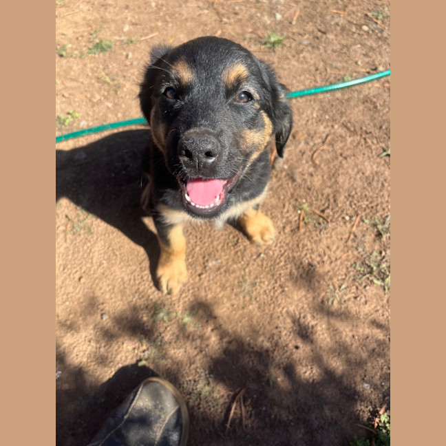 Photo of Peace Pete Dara Or Brodie Dara