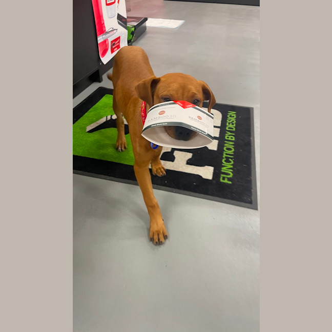 Photo of Amber   4 Month Old Ridgeback X