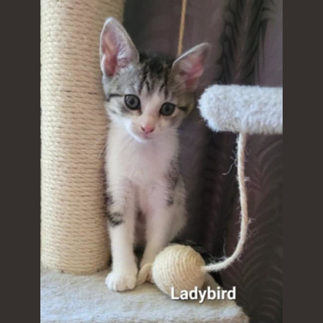 Photo of Ladybird