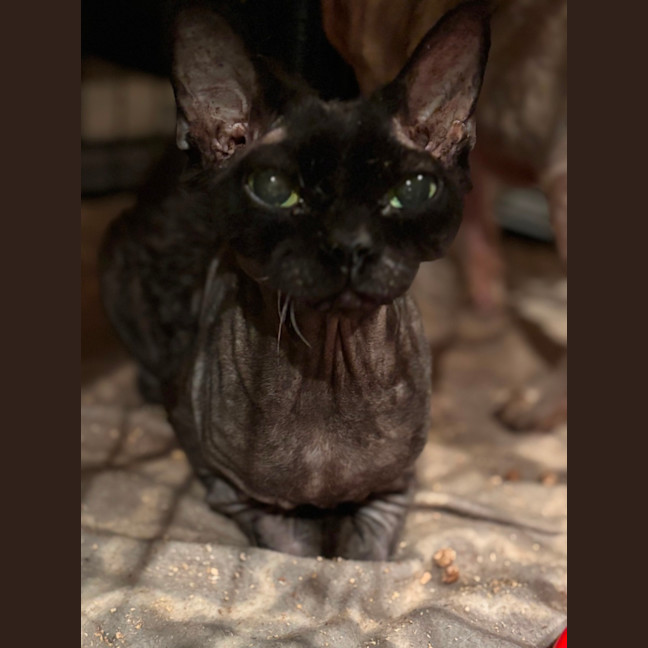 Photo of Turbo (Bonded With Gemma)