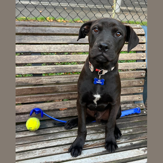 Photo of Koda 