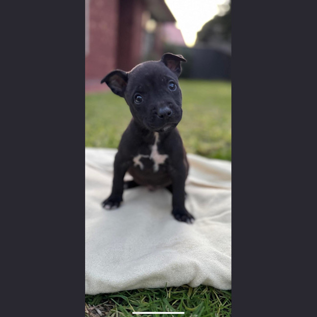 Photo of Huckleberry 