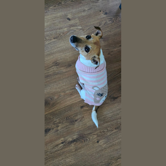 Photo of Moonpie