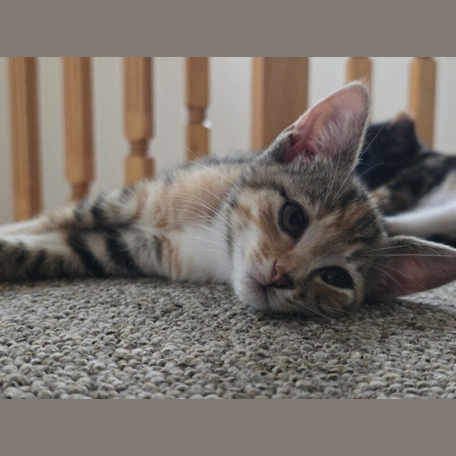 Photo of Saffron