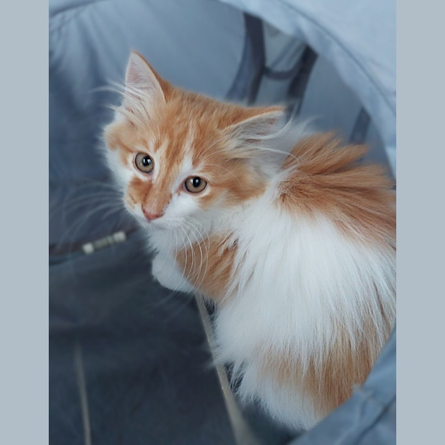 Photo of Marmalade 
