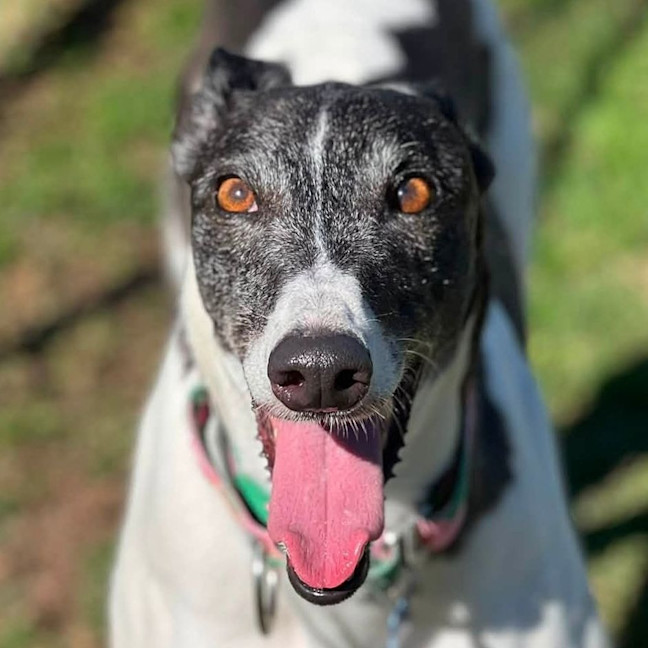 Photo of Tricia The Greyhound