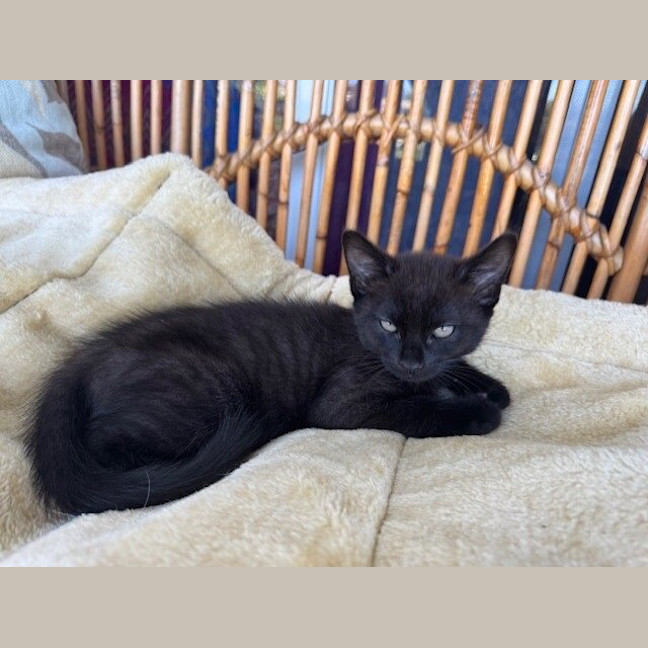 Photo of Pickle (Was Zorro)
