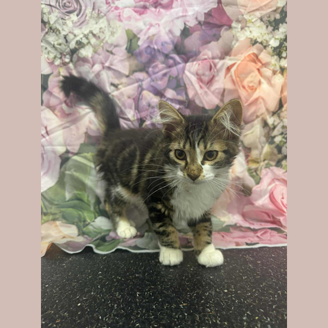 Photo of Linnie   Located In Kew