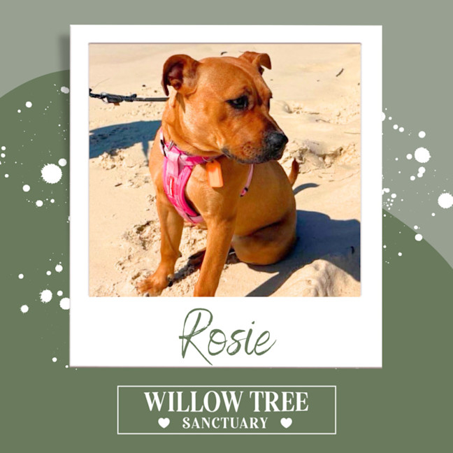 Photo of Rosie
