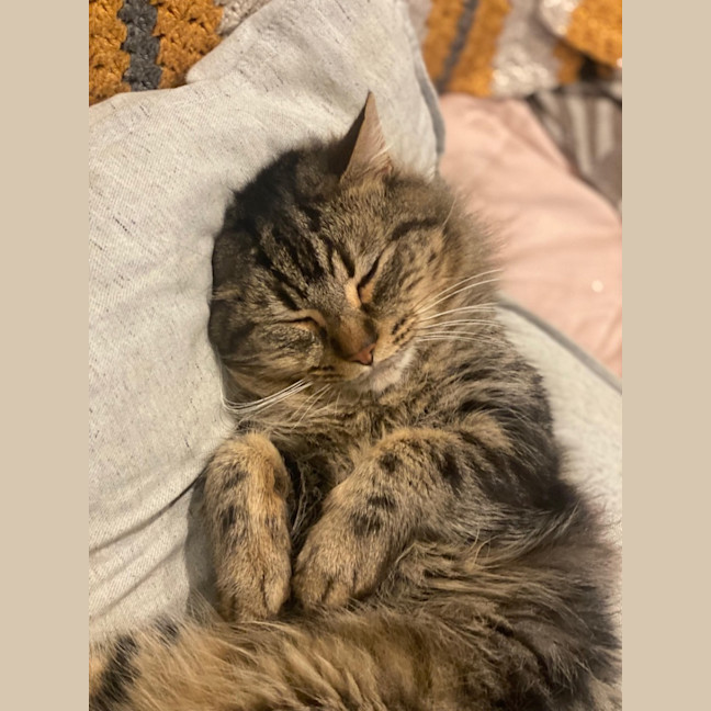 Photo of Bramble