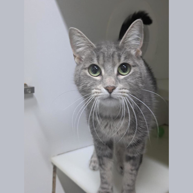 Photo of 🩶 Nala 6984 🩶