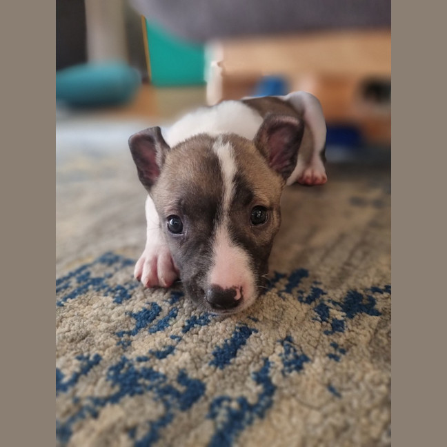 Photo of Dasher