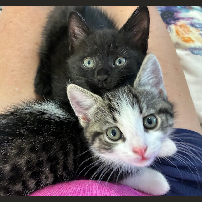 Photo of Eli & Salem   9 Week Old Domestic Short Hair