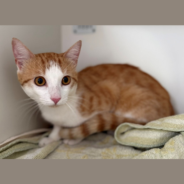 Photo of Ambrose (8979)