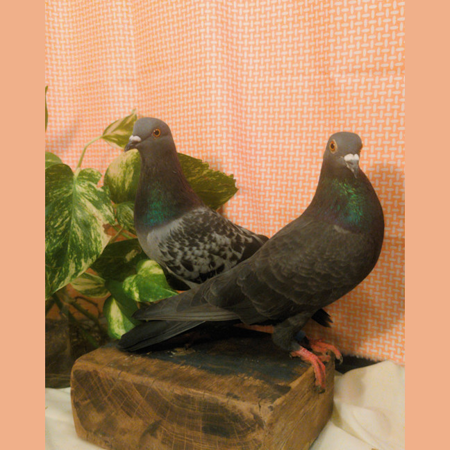 Photo of Storm & Griff