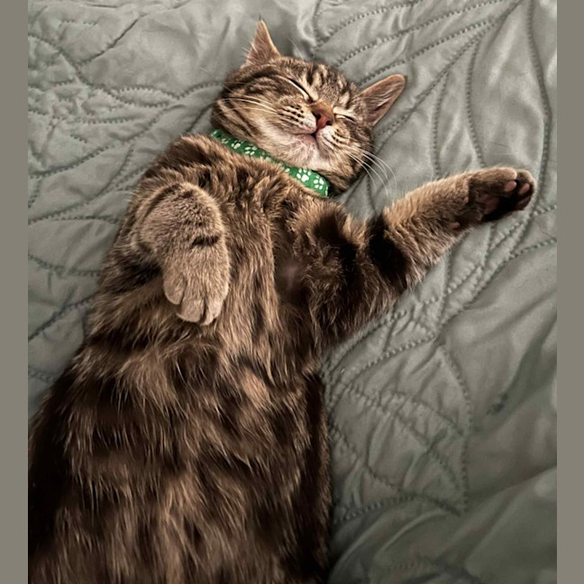 Photo of Norman   Located In Pakenham