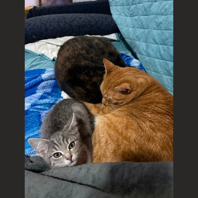 Photo of Joker **2nd Chance Cat Rescue**