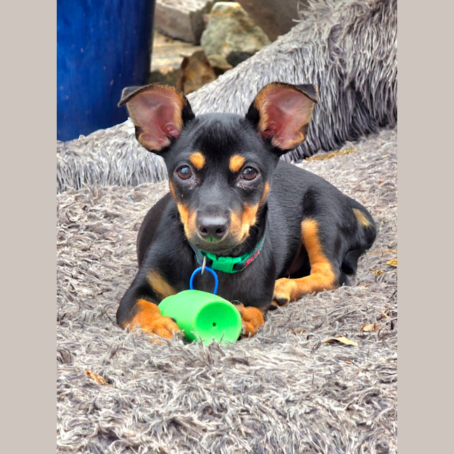 Photo of Gus   14 Week Old Chihuahua X Dachshund