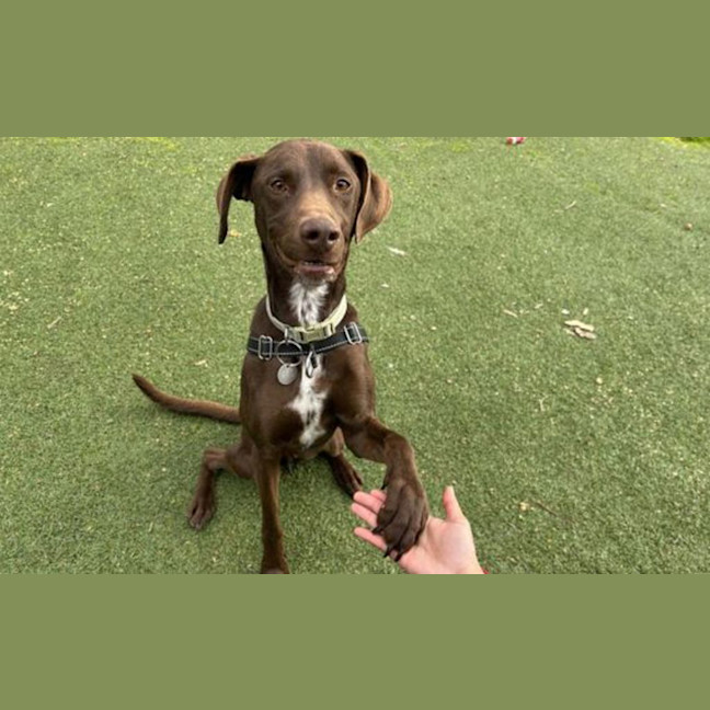 Photo of Chipper