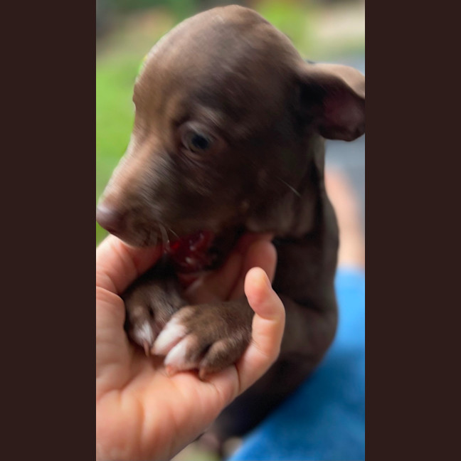 Photo of Mocha